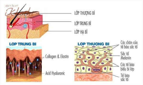Collagen và elastin tập trung nhiều nhất ở lớp trung bì